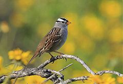 White-crowned Sparrow